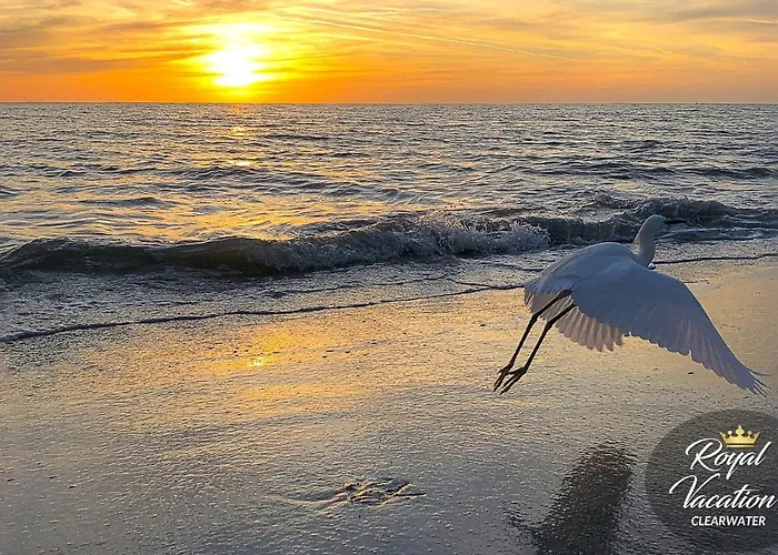 Apartment Royal Dream At Avalon Clearwater - Pool & Free Parking - 10 Min Drive To Clearwater Clearwater Beach